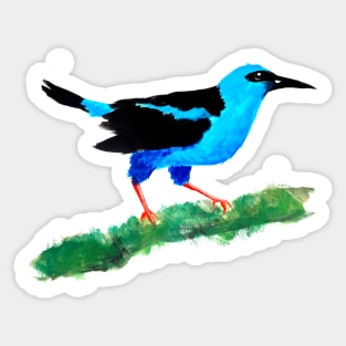 Red Legged Honeycreeper on Branch Sticker